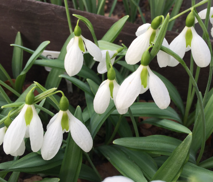 Galanthus 'Gold Edge'